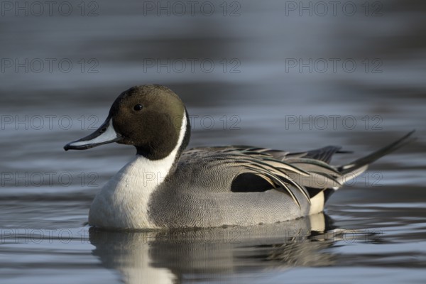 Spiessente (Anas acuta), Pintail, Maennchen, Erpel, Februar, Oberhausen, Ruhrgebiet, Nordrhein-Westfalen, Deutschland