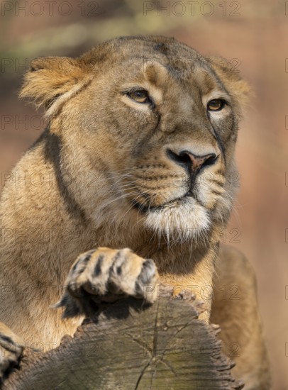 Asiatic Lion (Panthera leo persica), female, portrait, occurring in India, captive