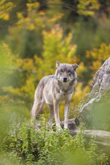 A Eurasian gray wolf (Canis lupus lupus) stands, framed by leaves, on a hill between rocks and rotting tree trunks. Behind it lies a forest in intense autumn colors
