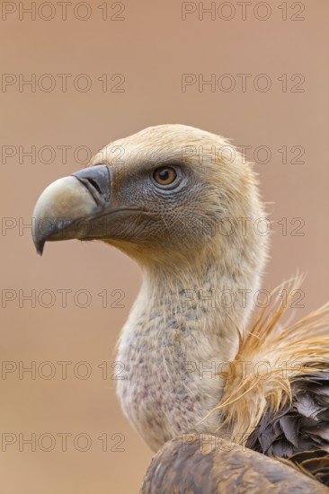Griffon vulture, (Gyps fulvus), animals, birds, vultures, alworld vulture, hawk family, portrait, Sierra de San Pedro, Herreruela, Extremadura, Spain