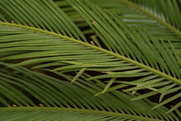 Detailed close-up of lush green cycad leaves, showcasing their symmetrical pattern and rich texture. The image captures the natural beauty and intricate structure of the plan