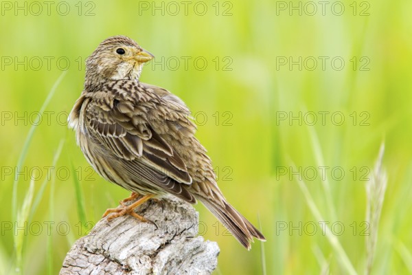 Corn Bunting (Emberiza calandra), Castile-La Mancha, Spain