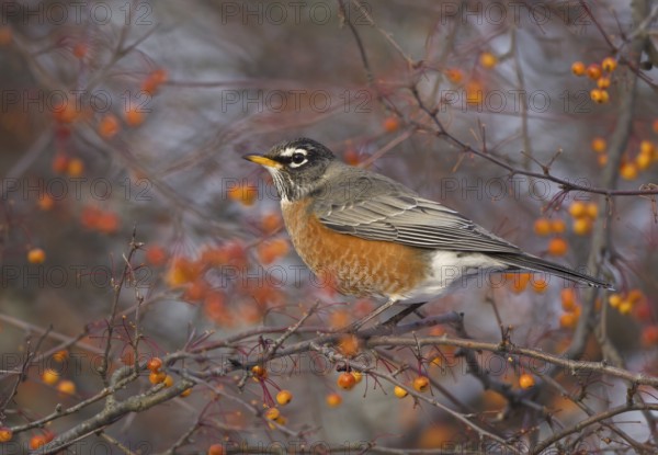 American Robin (Turdus migratorius), Ohio, USA