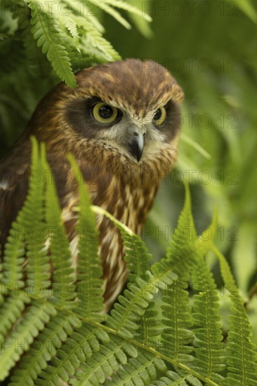 Morepork (Ninox novaeseelandiae), captive, Germany