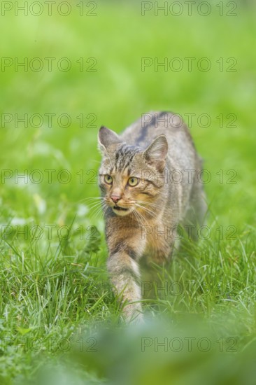 European wildcat (Felis silvestris silvestris) on a meadow, Hesse, Germany