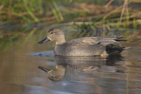Schnatterente (Anas strepera), Gadwall, Erpel zur Balzzeit, April, Krickenbecker Seen, Nordrhein-Westfalen, Deutschland