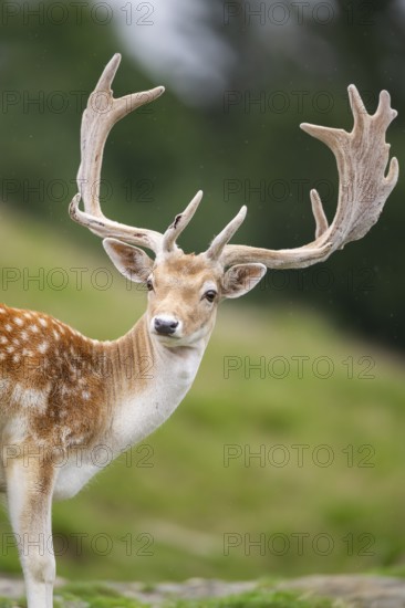 European fallow deer (Dama dama) stag, portrait, tirol, Kitzbühel, Wildpark Aurach, Austria