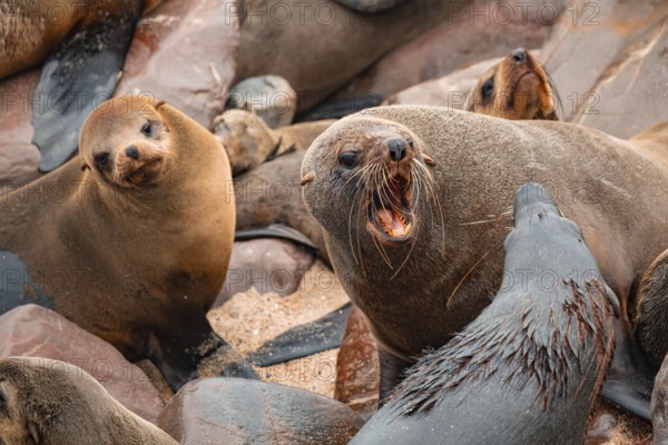 Male fur seals fighting for territory, Cape fur seal (Arctocephalus pusillus), Cape Cross, Atlantic coast, Namibia