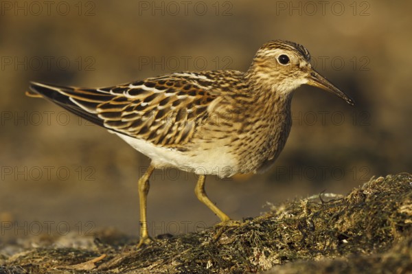 Pectoral Sandpiper (Calidris melanotos), Asturias, Spain