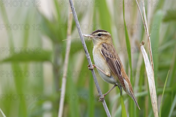 Sedge Warbler (Acrocephalus schoenobaenus) with nesting material in its beak, Mecklenburg-Western Pomerania, Deutschland