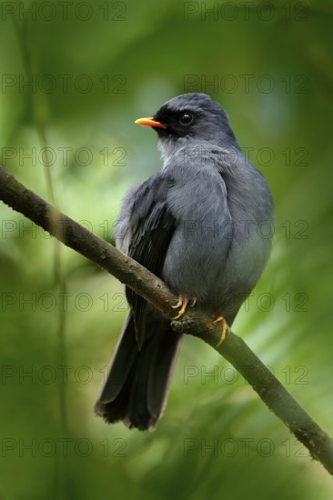 Black-faced Solitaire, Myadestes melanops, sitting on the green moss branch. Tropic bird in the nature habitat. Wildlife in Costa Rica. Mountain bird in the dark green forest, clear background