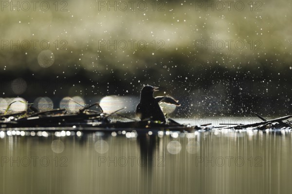 A common starling splashes playfully in water, creating dramatic droplets in Puebla de BeleÃ±a, Spain, against a blurred background, capturing the essence of nature