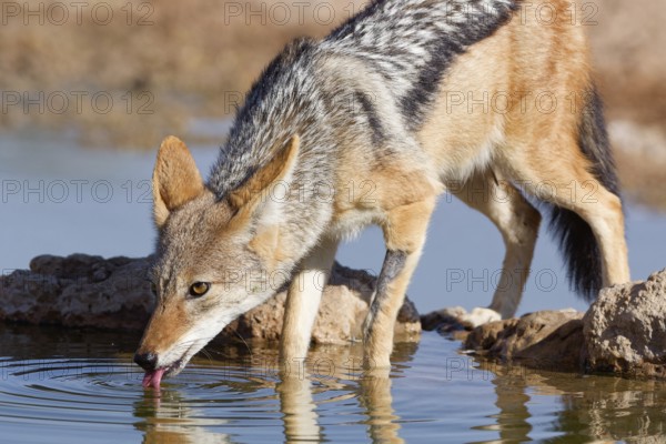 Black-backed jackal (Lupulella mesomelas), adult animal, reflected in the water, drinking at a waterhole, Kgalagadi Transfrontier Park, Northern Cape, South Africa