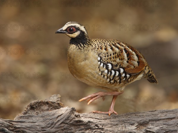 Bar-backed Partridge (Arborophila brunneopectus), Kaeng Krachan, Thailand