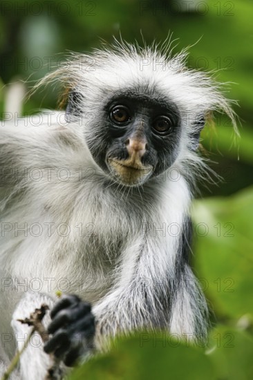 Sansibar-Stummelaffe (Piliocolobus kirkii) Porträt in Baum sitzend, Jozani Chwaka Bay National Park, Sansibar, Tansania