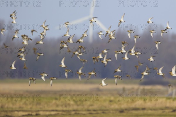 European Golden Plover (Pluvialis apricaria) flock flying, Netherlands