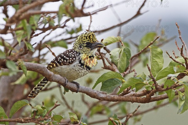 D'Arnaud's Barbet (Trachyphonus darnaudii), Masai Mara, Kenya