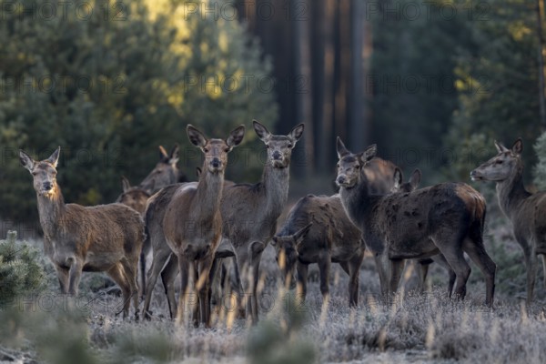 Some red deer (Cervus elaphus) and calves do not trust the photographer crouching behind the tree and slowly retreat, frost, cold, hoarfrost, morning sun, Germany