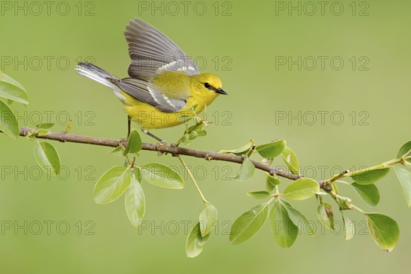 Blue-winged Warbler (Vermivora cyanoptera) male perched on a branch, Texas, USA