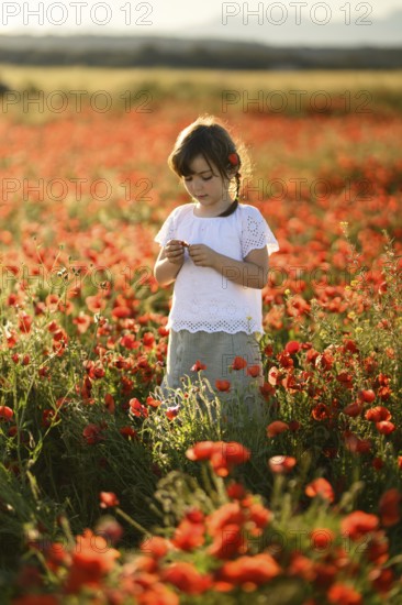 A young girl gently holds a flower while standing amidst a lush field of Papaver rhoeas, commonly known as the common poppy or red poppy. The warm sunlight bathes the scene, highlighting the vivid red of the blooms and the innocence of childhood
