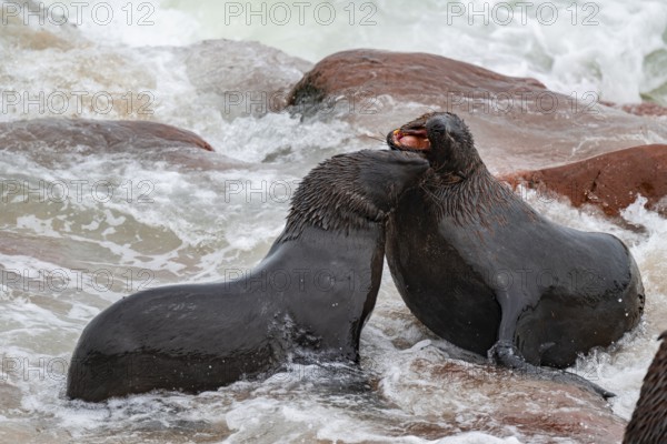 Male fur seals fighting for territory, Cape fur seal (Arctocephalus pusillus), Cape Cross, Atlantic coast, Namibia