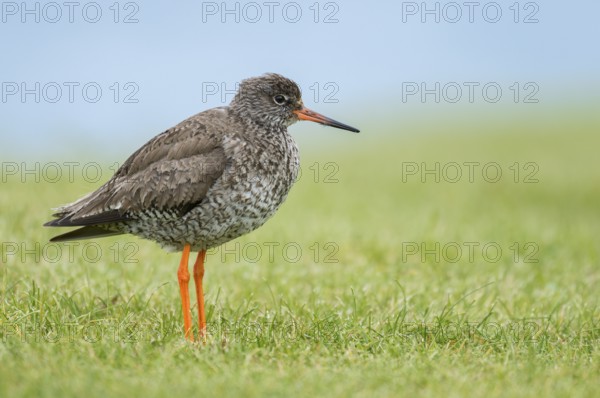 Common Redshank (Tringa totanus) on ground, Iceland