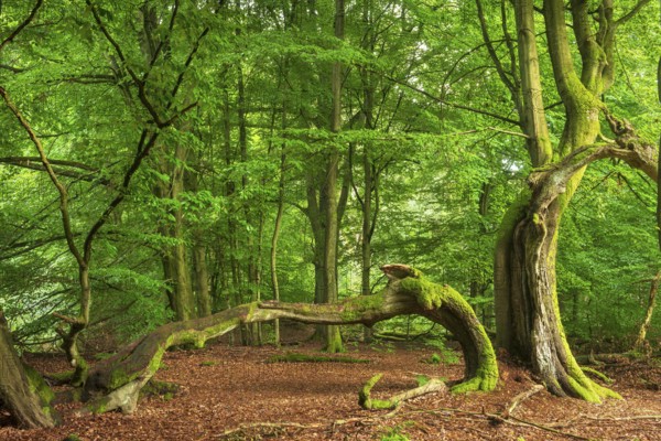 Split beech with moss-covered roots in a former Hutewald, Reinhardswald, Sababurg Primeval Forest, Hesse, Germany