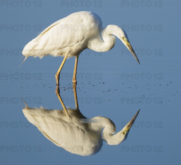 Great White Egret (Ardea alba) foraging in the shallow water zone of a lake, blue water, Lower Saxony, Germany