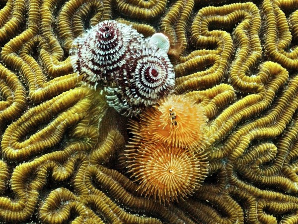 Christmas tree worm (Spirobranchus giganteus)