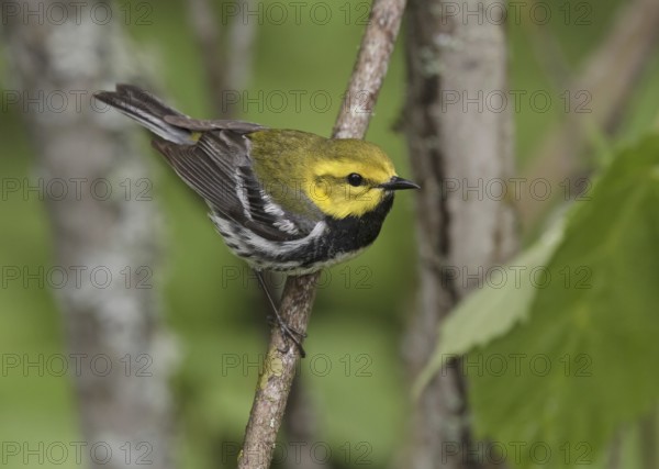 Black-throated Green Warbler (Setophaga virens) male, Minnesota, USA