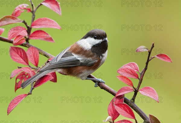 Chestnut-backed Chickadee (Poecile rufescens), British Columbia, Canada