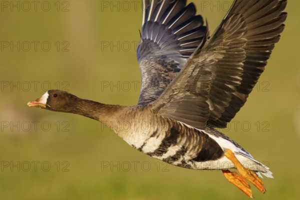 Greater White-fronted Goose (Anser albifrons) flying, North Rhine-Westphalia, Germany