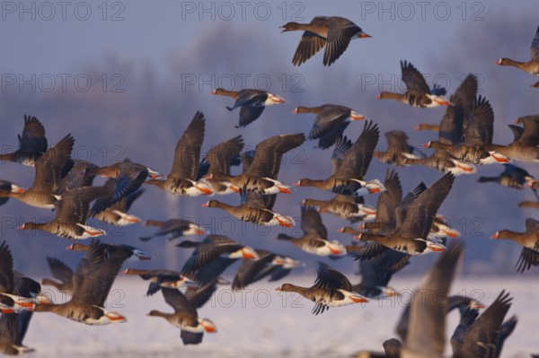 Greater White-fronted Goose & Taiga Bean Goose (Anser albifrons & Anser fabalis) flying, North Rhine-Westphalia, Germany