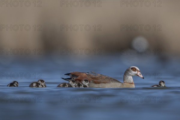 Egyptian Goose (Alopochen aegyptiaca) with chicks, Schleswig-Holstein, Germany