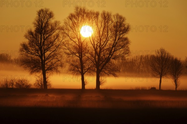 Tree against light, sunrise, silhouette, landscape, Bavaria, Federal Republic of Germany, Allgäu, Bavaria, Federal Republic of Germany