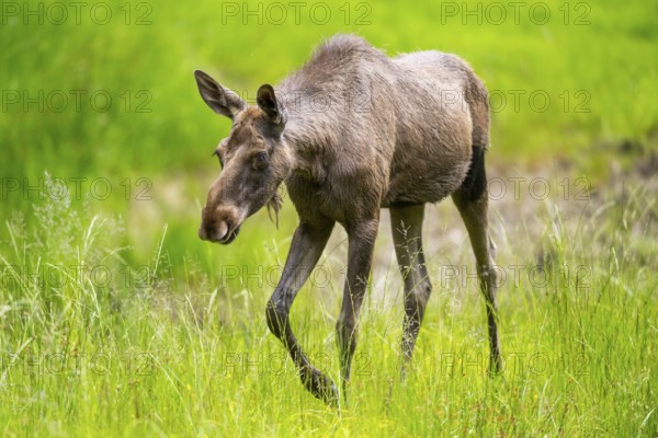 Eurasian elk (Alces alces) walking on a meadow in early summer, Bavarian Forest, Bavaria, Germany