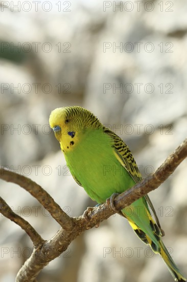 Budgerigar (Melopsittacus undulatus), adult, natural colours, on a branch, captive, occurrence in Australia, Hesse, Germany