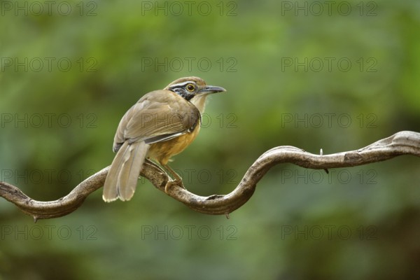 Greater Necklaced Laughingthrush (Garrulax pectoralis), Yunnan, China