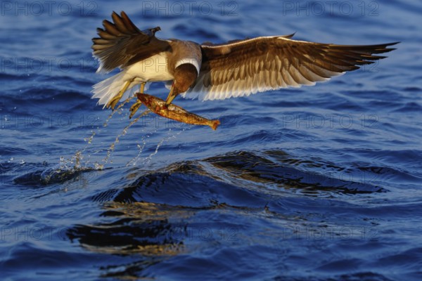 Hemprich's Gull, (Ichthyaetus hemprichii), (Larus hemprichii), Fish Eagle Gull Salalah, Off Mirbat, Dhofar, Oman