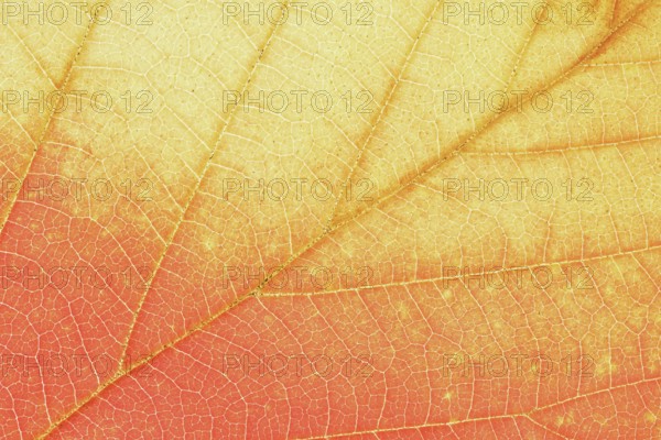 Persian ironwood (Parrotia persica), detail of leaf in autumn, North Rhine-Westphalia, Germany