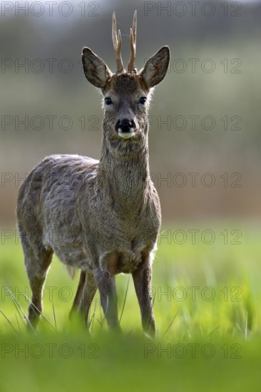A deer stands at attention in a green meadow with a blurred background, European roe deer (Capreolus capreolus) in a meadow, male animal, roebuck, Flusslandschaft Peenetal nature park Park, Mecklenburg-Western Pomerania, Germany