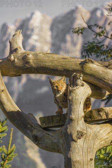 One Eurasian lynx, (Lynx lynx), sits high up on a dead tree. Frontal view with mountains in the background