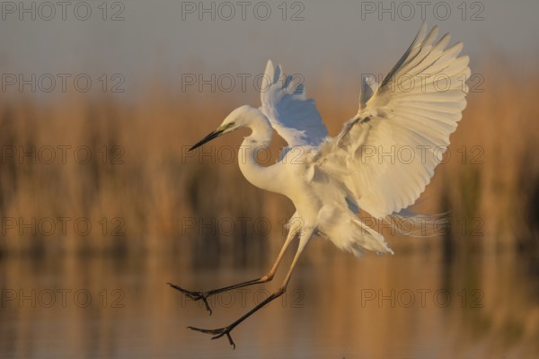 Great Egret (Ardea alba) landing, Subotica, Serbia