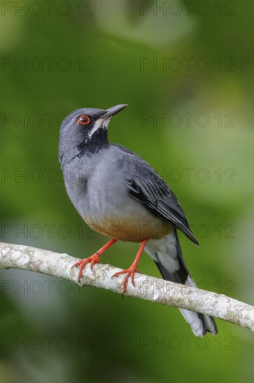 Red-legged Thrush (Turdus plumbeus) perched on a branch in Cuba