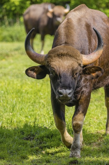 Portrait of a male Gaur (Bos gaurus gaurus) on a green meadow