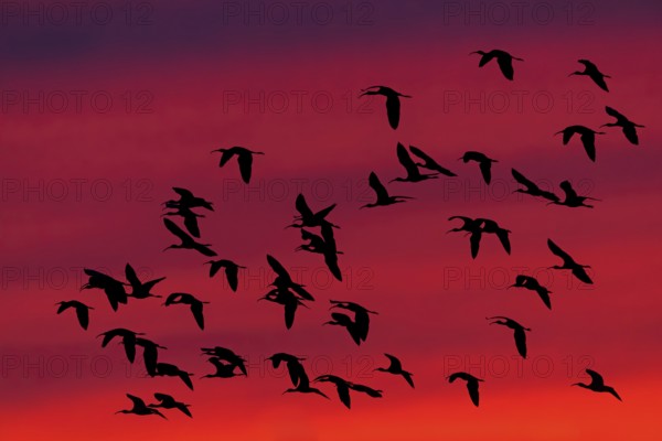 Glossy ibis, Brown ibis, Brown ibis, Flight photo, Evening sky, Sunset, Silhouettes, Animals, Birds, (Plegadis falcinellus), Ibis falcinelle, Bird migration, Group, Lesbos, Lesbos Island, Greece