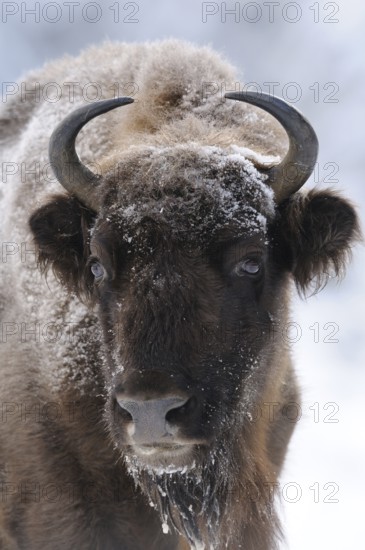 Close-up of the head of a bison with frost-covered fur, bison (Bos bonasus), Bavarian Forest National Park, Bavaria