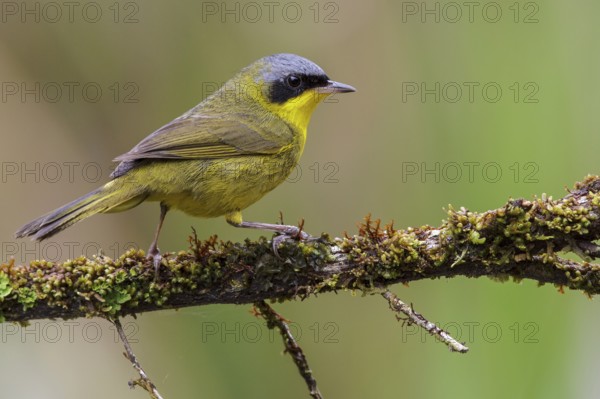 Masked Yellowthroat (Geothlypis aequinoctialis) perched on a branch in the Atlantic rainforest of southeast Brazil
