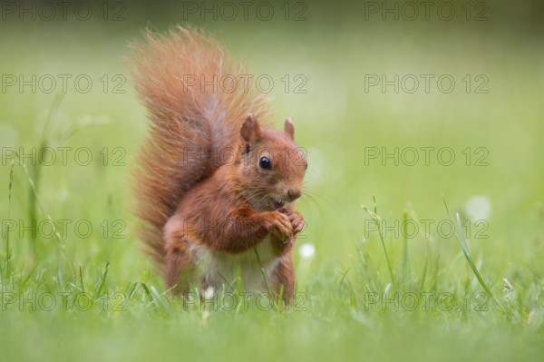 Squirrel (ciurus vulgaris), Vechta, Lower Saxony, Germany