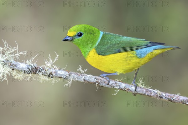 Blue-naped Chlorophonia (Chlorophonia cyanea) perched on a branch in Colombia, South America